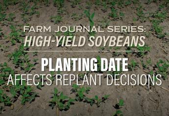 Planting Date Affects Replant Decisions