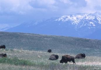 Montana Bison   USDA NRCS