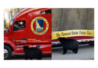 Nothing to see here. Just a bear checking out a 4-ton Idaho potato.