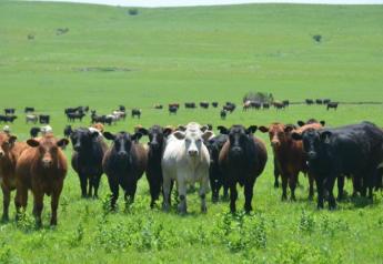 Stocker cattle grazing