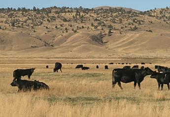 Cattle Advances to Record as U.S. Beef Output Poised to Decline