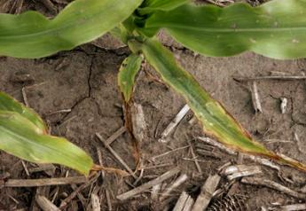1 Slide 20   potassium deficiency in corn leaves