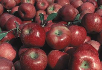 Apples, straight from orchard   USDA NRCS