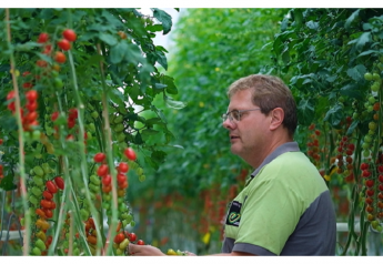Enza Zaden has identified a gene that resists the Tomato Brown Rugose Fruit Virus, and will be developing varieties for commercial growers.