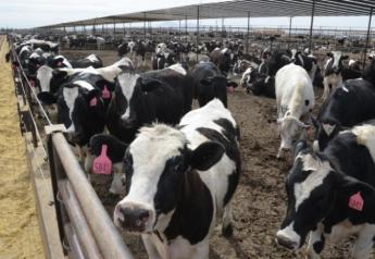 Calf-fed Holsteins Make Major Contribution to U.S. Beef