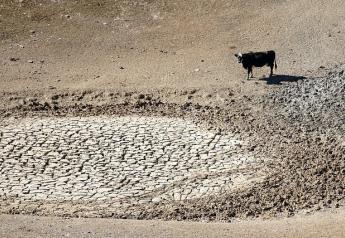 Drought Pond Cattle California 2