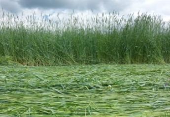 Indiana Farmers Consider Cover Crops