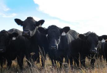 Kansas Cattle