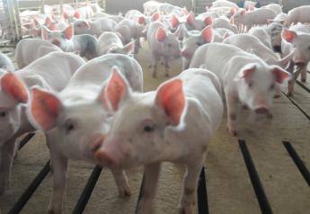 Over $100,000 Awarded to Researchers Studying Pig Respiratory Disease