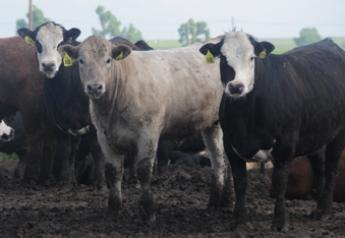 feedlot cattle 10 Kansas 532