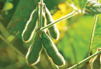 The Finer Details That Influence Soybean Yield