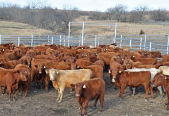 Cattle producers rebuild herds 
