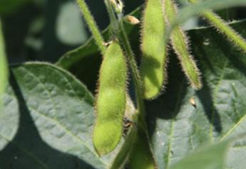 2013 crop tour ohio soybeans