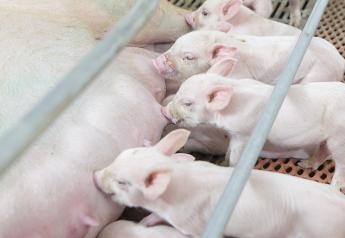 How Does Housing Environment and Management Impact Piglet Productivity? 