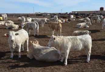 Cattle Contracts Library Pilot Program Notice to Trade