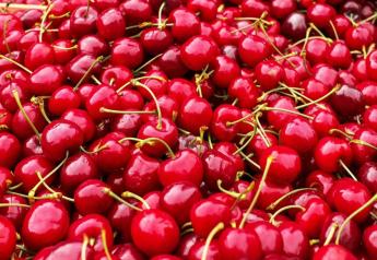 Rabobank reports look at Southern Hemisphere cherry outlook