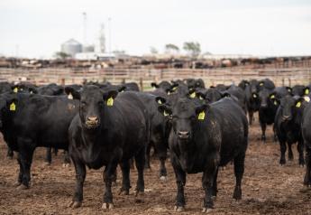 CAB Insider: Cattle Contracts Library Kicks Off