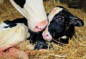 Colostrum Management A Cornerstone For Dairy Calf Health