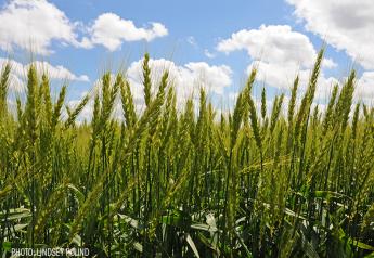 Market Fundamentals Presently Lean Bullish for Wheat