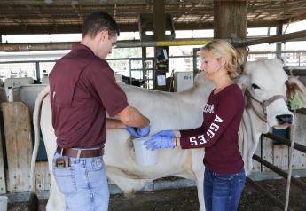 Graduate students Merritt Drewery and Kyle Weldon collect duodenal samples from a Brahman steer. 