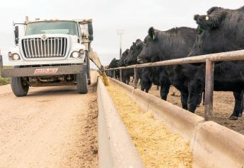 Corn by-products can be an alternative energy feed source for cattle. 
