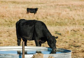 Nebraska cow at water tank.