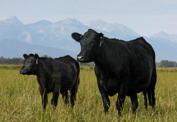 Montana cow-calf pair