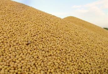 soybean pile