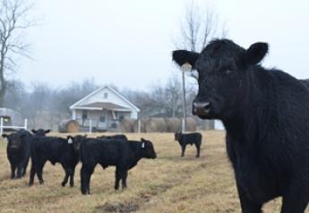 Expansion of Beef Cattle Herds Possibly on the Horizon