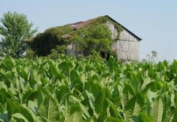 U.S. Tobacco Growers Brace For Tougher Competition 