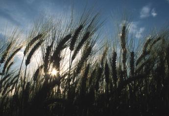 Wheat   NRCS