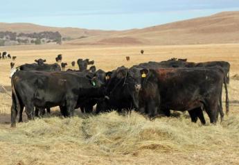 Derrell Peel: Hay Stocks Up From Last Year But Still Below Average