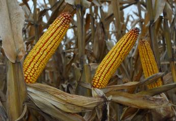Potential for a Post-Harvest Corn Price Rally