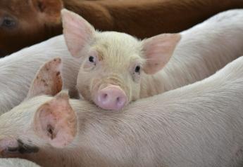 How Has the Threat of African Swine Fever Changed Biosecurity?