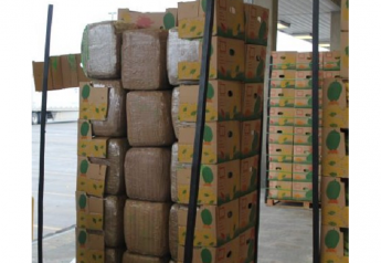 Banana shipment loaded with tons of marijuana