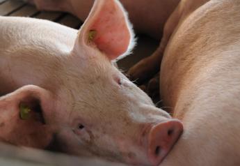 Moldova and Russia Report Outbreaks of African Swine Fever