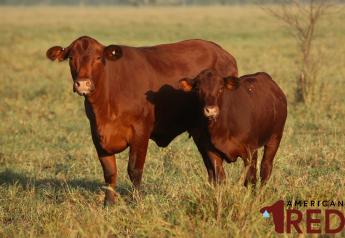 American Red Cattle Met with Warm Welcome
