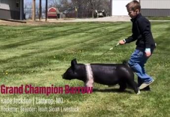 Virtual Pig Shows Provide Unexpected Opportunities