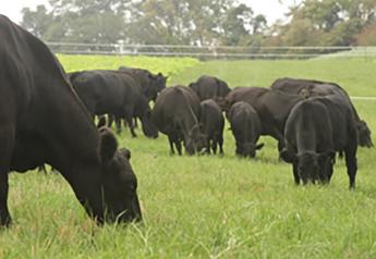 Winter Cover Crops Offer Beef Grazing