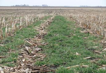 Cover crops for grazing