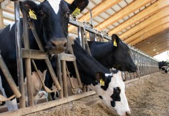 Develop a Forward-Thinking Management Plan for Your Fresh Dairy Cows