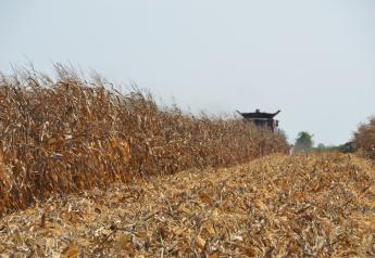 56% Of Corn Rated Good To Excellent, USDA Reports