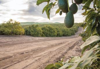 The organic avocado program at Mission Produce is growing every year, just like the industry, says Megan Berenbach, organic category manager. 