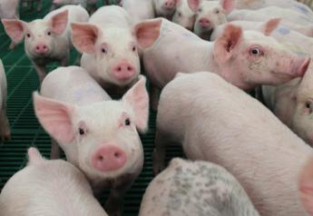 U.S. Hog Inventory Points to Record Year Ahead