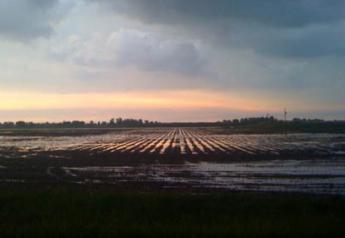 Wet Corn Field
