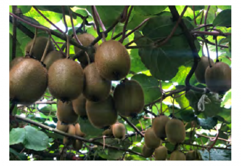 Awe Sum Organics offers kiwifruit, Chilean blueberries in winter