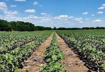 Corteva Invests In Cotton, Acquires Full Ownership of PhytoGen