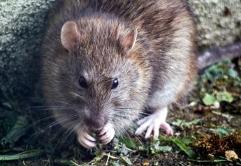 Rats on the Rise: Reports of Rodents Have Increased During Pandemic