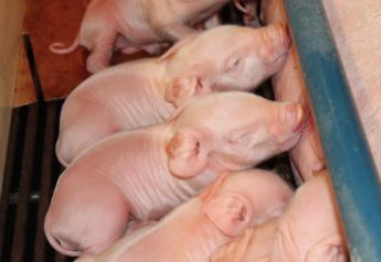 No Magic Bullet to Reduce Pre-Wean Mortality in Pigs