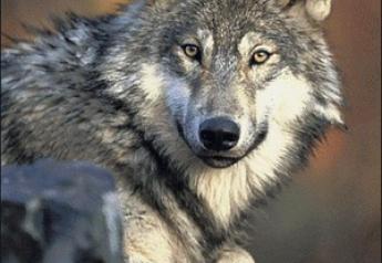 Idahoan Livestock Killed by Wolves, Sparking Controversy